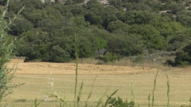 Golden wheat field swaying in summer wind