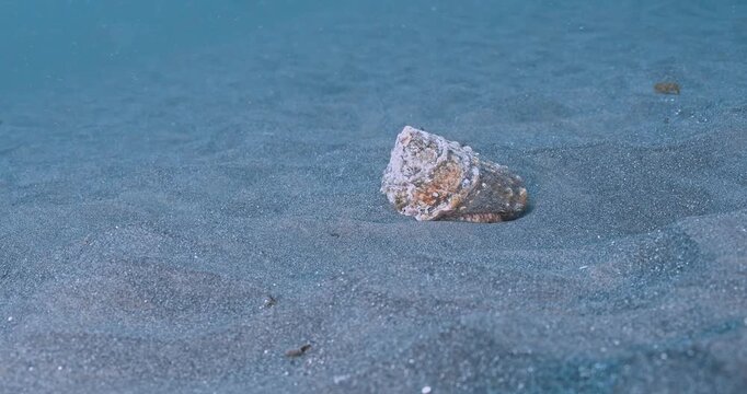 Lone wavy top turban snail dug in on seabed in strong current.