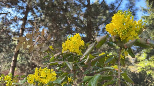 Berberis aquifolium mahonia Oregon grape yellow blooming shrub in the forest.