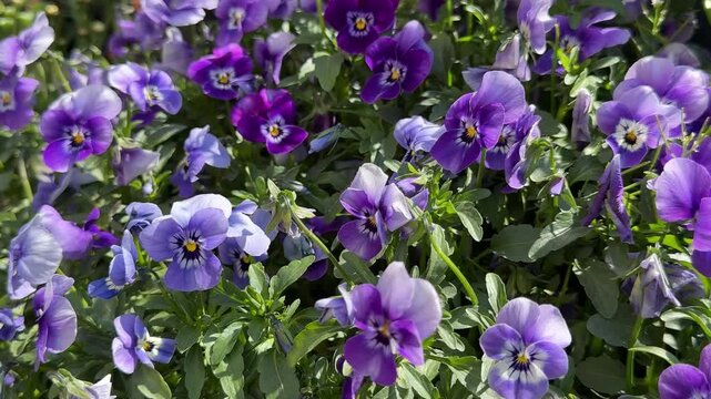 Purple violet viola pansy flowers.