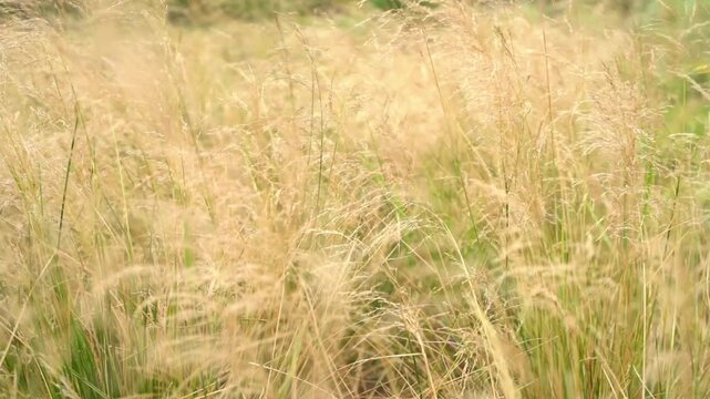 Golden wild grass swaying gently in soft slow motion breeze