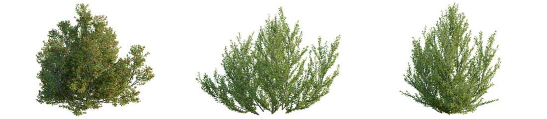 Rhamnus alaternus tree, elevation, front view, cutout, transparent background, isolate, Green juniper bush, detailed foliage, close-up, natural landscape, botanical illustration, vibrant color © KP Stock