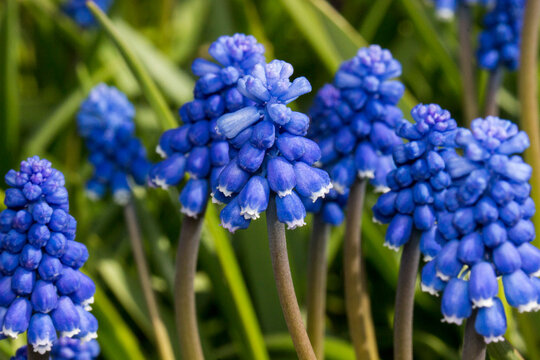 Exquisite macro shot of a grape hyacinth, capturing the unique bell-shaped flowers clustered in a dense spike