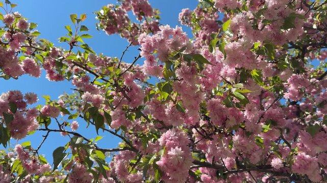 Sakura blossom prunus serrulata kiku-shidare.