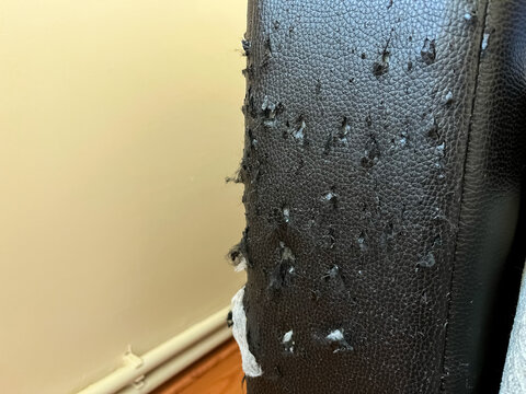 Scratched Leather Sofa Damaged by Cat Claws, Torn Upholstery Texture Close Up