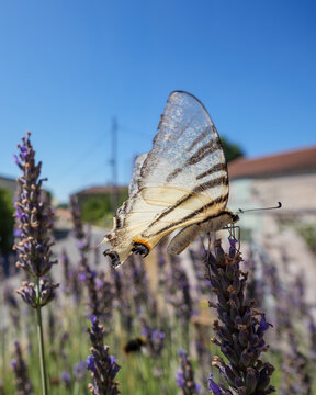 Iphiclides podalirius butterfly pollinating lavender spike in garden