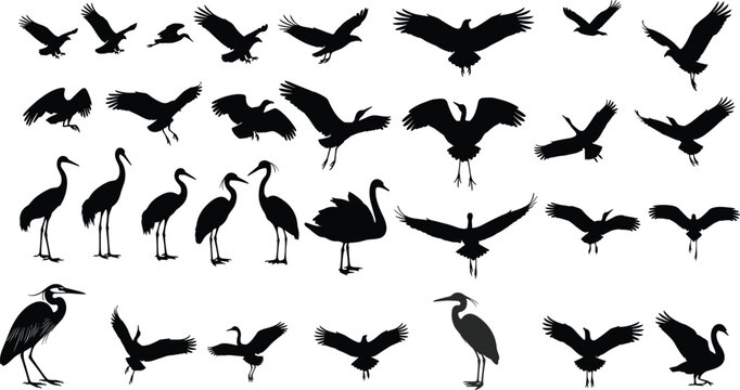 Large collection of flying and standing bird silhouettes including herons cranes and eagles