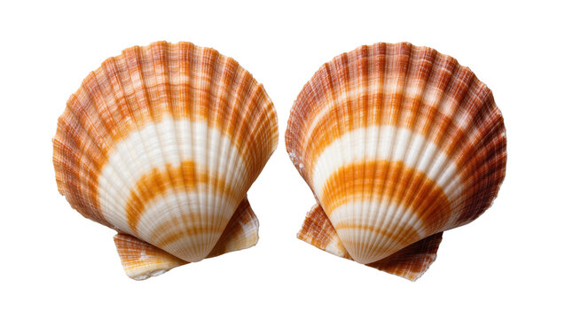 Pair of Orange and White Striped Seashells Close Up
