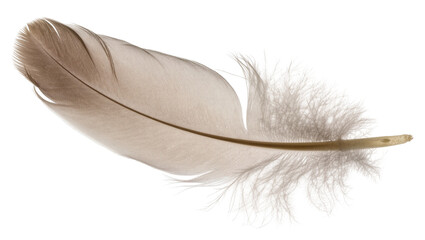 Light brown fluffy bird feather with quill and soft barbs © Maria