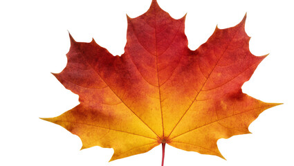 Fototapeta premium Vibrant crimson and gold maple leaf with detailed veins and stem
