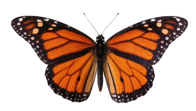 Vibrant Monarch Butterfly with Orange Wings and Black Veins