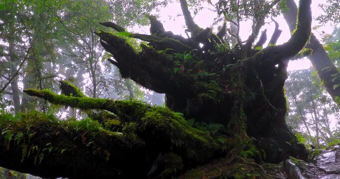 Ancient sacred trees standing for thousands of years in the primeval forests of Taiwan's Cymbidium goeringii