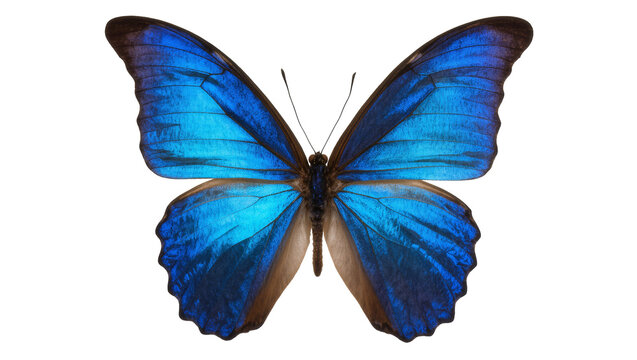 Vibrant Blue Morpho Butterfly with Detailed Wing Patterns