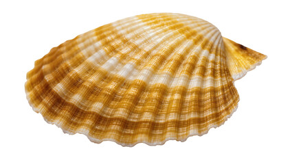 Obraz premium Golden striped seashell with textured ridges and spiral shape