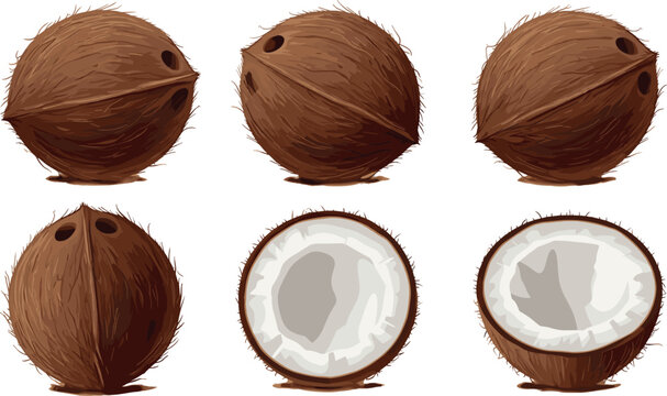 Coconut Shells with Whole and Cracked Versions for Tropical Fruit and Natural Ingredient Illustrations