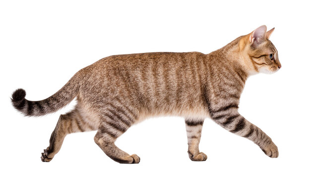 Brown tabby cat walking side view with striped fur pattern