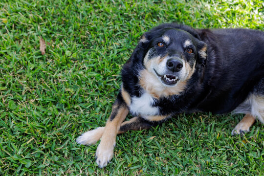 Happy mixed breed dog lying on green grass looking at camera with friendly expression