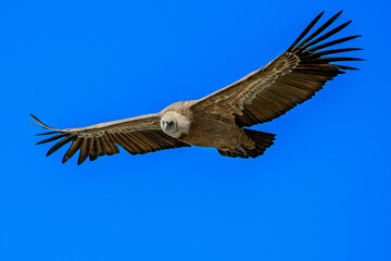 Fototapeta premium Buitre leonado en vuelo, en el parque natural de Cazorla, Segura y Las Villas.