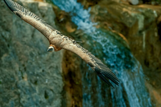 Buitre leonado en vuelo, en el parque natural de Cazorla, Segura y Las Villas.