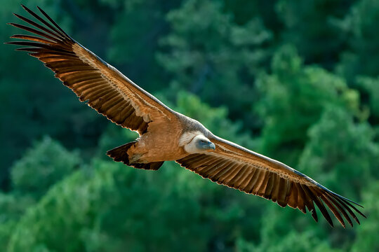 Buitre leonado en vuelo, en el parque natural de Cazorla, Segura y Las Villas.