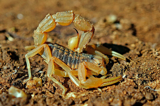 Escorpi&oacute;n, en el parque natural de Cazorla, Segura y Las Villas.