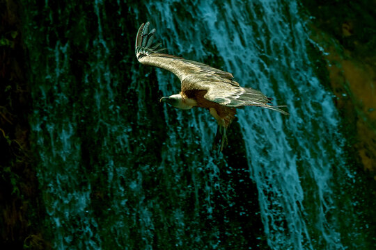 Buitre leonado en vuelo, en el parque natural de Cazorla, Segura y Las Villas.