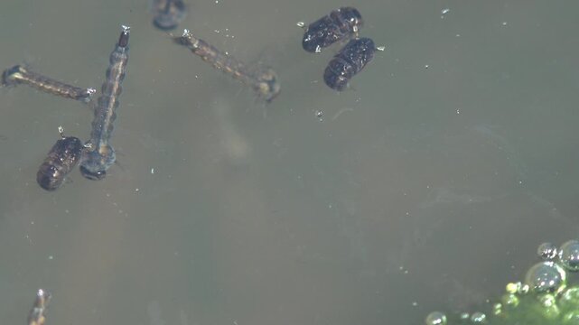 Macro close up of mosquito larvae and pupae developing in murky stagnant water, showing the aquatic larval stage of the mosquito life cycle