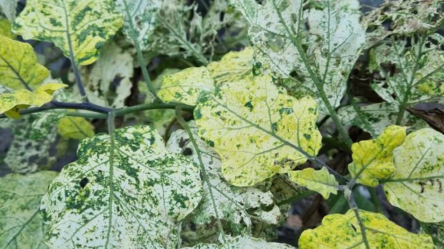 Damaged Plant Leaves with Holes and Yellowing Caused by Pests and Disease in Garden