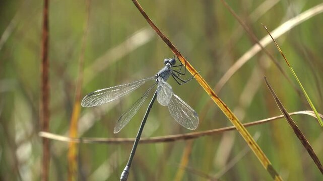 Blue-gray spread-wing damselfly (Lestidae) perched on golden dry reed stem swaying in breeze. Full body to extreme close-up of compound eyes and thorax. Warm green bokeh background, summer sunlight