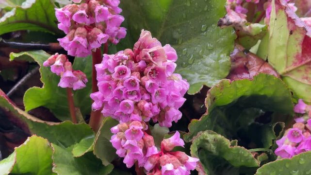 Bergenia crassifolia; Saxifragaceae; Bergenia in the spring, in the rain and wet snow, close-up