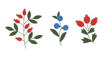 Vector set of wild berry branches with rosehips and blueberries. Hand drawn botanical elements for autumn design isolated on white background. Perfect for nature and health themes © Оля Палац