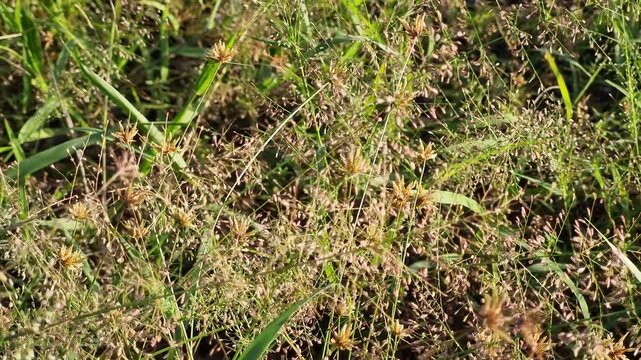 Close Up of Wild Sedge Grass with Brown Seed Heads in Field Under Warm Sunlight