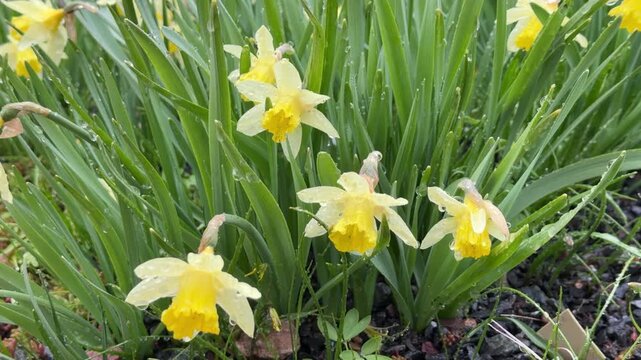 Narcissus; Daffodil in the spring, in the rain and wet snow, close-up