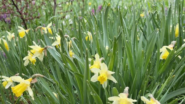 Narcissus in the spring, in the rain and wet snow, close-up, Narcissus; Daffodil 