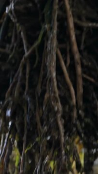 Vertical video: Rising camera revealing mud bulb and roots with algae at tidal edge, to show detail