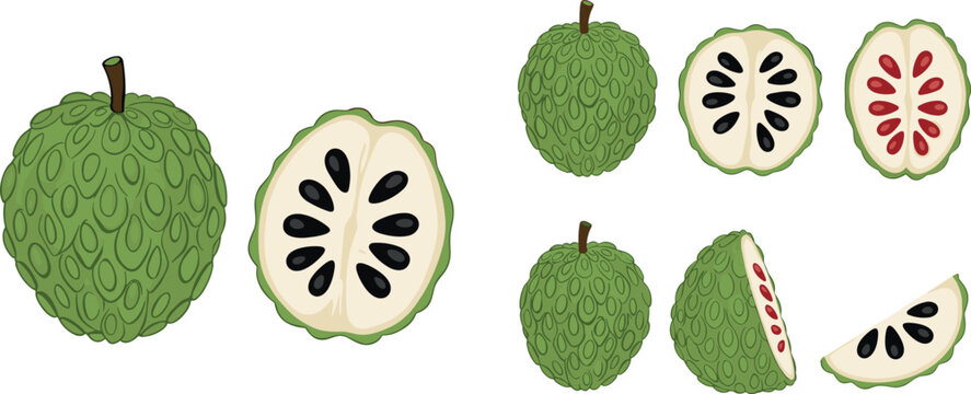 Cherimoya Fruit with Cross-Sections Showing Black and Red Seeds and Green Scaly Skin for Tropical Fruit and Healthy Food Illustrations