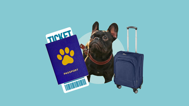 Pet travel concept with dog, passport and ticket, suitcase for journey, traveling with pets, animal tourism, vacation preparation, international trip, pet friendly travel lifestyle
