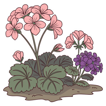 Floral arrangement of pink begonias and violet flowers botanical illustration on white background high quality professional detailed