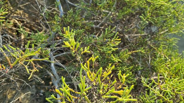 Coastal Halophyte Succulent Plant Tecticornia Indica Near Water Edge in Mangrove Ecosystem