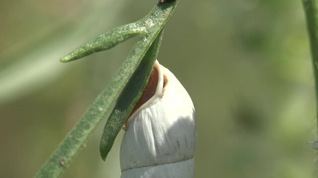 White conical land snail (Zebrina detrita) hanging beneath a narrow leaf on wild plant stem. Shell banding visible, soft green bokeh background. Summer meadow wildlife and biodiversity concept