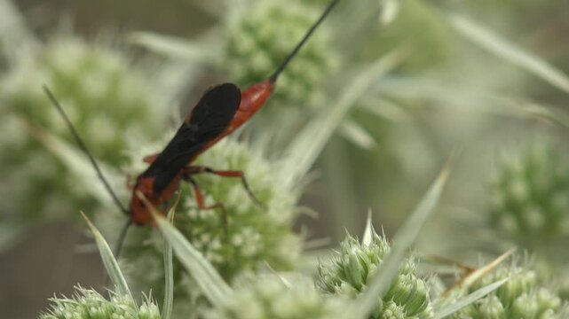 Bright orange-red parasitoid wasp with black wings and long antennae on spiny eryngium thistle flower heads. Vivid color contrast, summer meadow, nature macro. Entomology and biodiversity concept