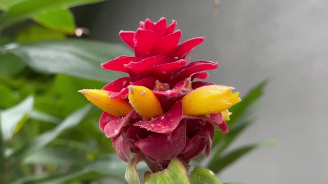 Vibrant red and yellow petals bloom in layered fashion
