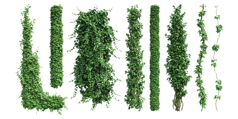 Naklejka premium Set of green climbing ivy plant vines and hanging moss leaves for garden design
