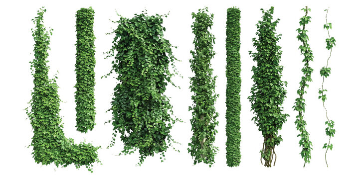 Set of green climbing ivy plant vines and hanging moss leaves for garden design