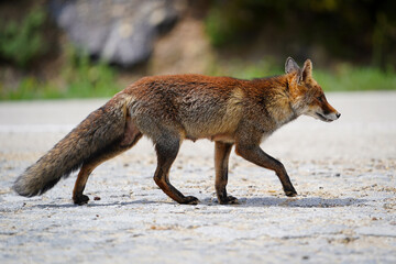 Obraz premium Curious fox in natural habitat