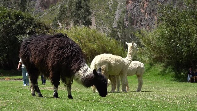 Typical alpacas and llamas eating in the town of Ollantaytambo in Cusco, Peru