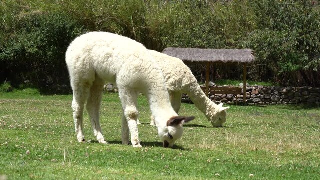 Typical alpacas and llamas eating in the town of Ollantaytambo in Cusco, Peru