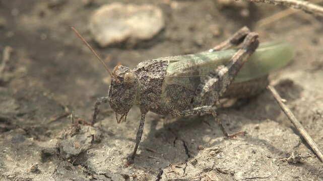Gray-green grasshopper on cracked dry clay ground &mdash; extreme close up revealing body texture, antennae, and natural camouflage. Drought, agricultural pest, and climate change visual concept