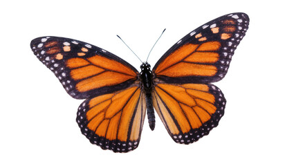 Vibrant Monarch Butterfly with Orange Wings and Black Veins © Natalia