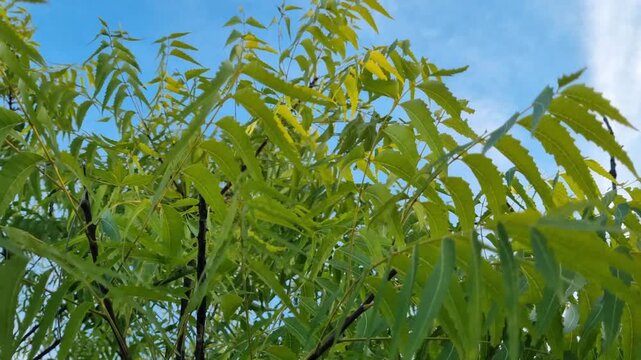 Fresh Green Neem Tree Leaves Swaying in the Breeze Against Clear Blue Sky